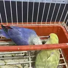 زوج روز للبيع