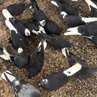 حمام قطايف