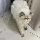 قط بيكي فيس