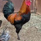 ديك بلدي عل جميع اشروط