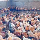 صوص عمر شهر ونص