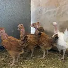 فروخ صوص عاري الرقبه