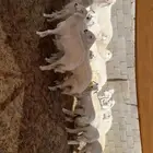 رخال مقاني طيبه