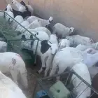 غنم سواكن مرابي اكثر من شهرين