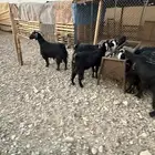 معزاء دفيع ولد