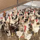 ديكه بلدي