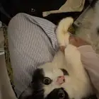 قط شيرازي مع اغراضه