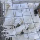 حمام رقاص فرنسي