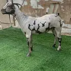 فحل عماني للبيع