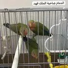 3 فروخ روز مفطومين محجلين بحجلي الخاص