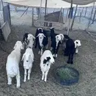 طليان ورخال