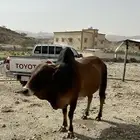ثور