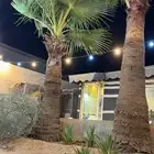 نخل وشنطني