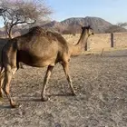 لقحه مجموع مشروطه