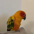 للبيع مستعجل صن كنيور