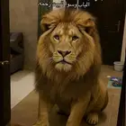 اسد ل التبني