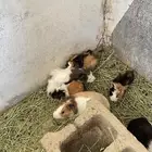 وبران بلدي و أمريكي