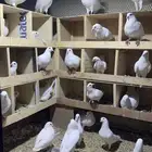 حمام فرنسي لاحم