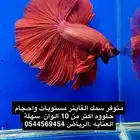 فايتر مستويات