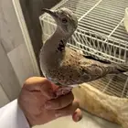 قمري نزل