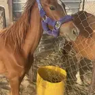 مهر شعبي