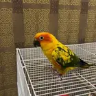 صن كنيور هدد نشبه ومتكلم ( تم البيع )