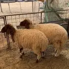 نعيمي رخال