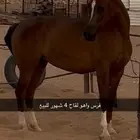 للبيع فرس واهو لقاع 4 شهور