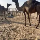 ناقه