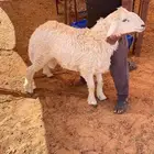 خرفان حري ونعيم يتمم
