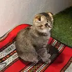 سكوتش فولد للبيع