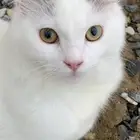 قطط