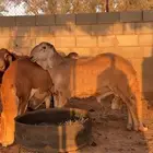 ذبايح سواكن مغلقه