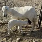 ( تم البيع )حرية والد تحتها رخل