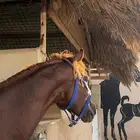 خيل شعبي شيخ