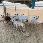 معزى مشروطه