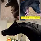 فحل اسسود عالمي واهو