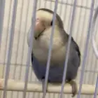 للبيع طير روز غير اليف