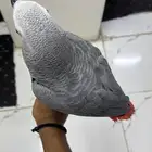 فرخ كاسكو انتاج محلي