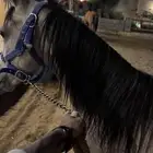 مهره واهو