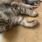 قطه شيرازي امريكي
