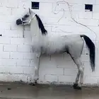 حصان شعبي حار جدا