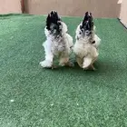 براهما اصلي