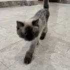 قط للتبني