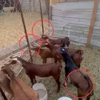 تيوس بلدي للبيع 3