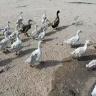 بط بكيني