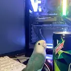 روز