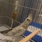 كروان هولندي فراشه ايزابيل فرنساوي