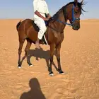 فرس شعبيه حمراء