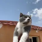 قط سكوتش للبيع او للبدل